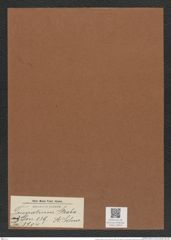 Triceratium straba A. Schm. (de-Toni-Nr.: Genus 139, Species 374) Zeichnungen Sammlung Grunow Mappe 03810 (Herbarium_W_Grunow_drawings_Folder_03810)